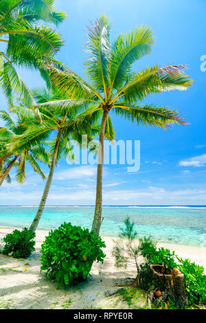 Una spiaggia idilliaca con palme di Rarotonga nelle Isole Cook Foto Stock