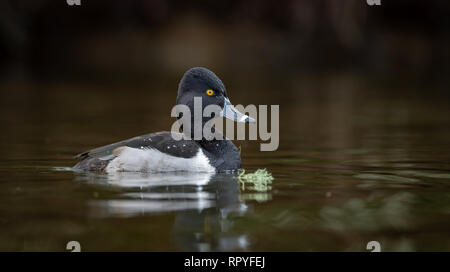 Anello di anatra a collo alto in Canada Foto Stock