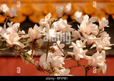 Beijing, Pechino, Cina. Il 23 febbraio, 2019. Pechino, Cina-Blooming magnolia fiori a Pechino in Cina. Credito: SIPA Asia/ZUMA filo/Alamy Live News Foto Stock