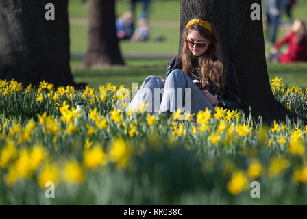 Una donna si legge tra i narcisi in St James Park, Londra, come molte parti del Regno Unito goduto insolitamente calde temperature. Foto Stock