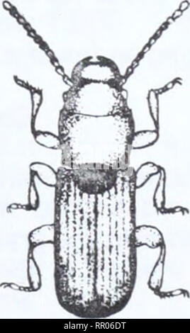 . Agri-news. L'agricoltura. 7. Agosto 15, 1977 PER IL RILASCIO IMMEDIATO VERIFICARE PER GRANO BEETLE infestazioni Alberta gli agricoltori che hanno la granella in scomparti di loro che è stato raccolto questa estate o che sono trasportate nel corso dell' ultimo anno, dovrebbe essere il controllo per il grano di coleotteri. Tale consulenza viene da Alberta Agricoltura entomologo e pest control specialist, Michael Dolinski, che afferma che il grano immagazzinato deve sempre essere verificato, ma che il controllo è doppiamente importante questo anno in vista delle gravi infestazioni nella parte meridionale della provincia dello scorso inverno. Inoltre la possibilità di un più lunghi di stoccaggio normale Foto Stock