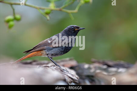 Maschio nero redstart sorge in prossimità di un waterpond Foto Stock