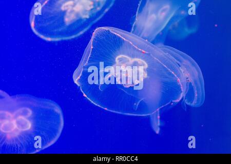 In acqua con una luce attutita nuota una molto bella creatura di nome medusa. Sembra fondersi con l'acqua circostante e diventare parte di esso. Foto Stock