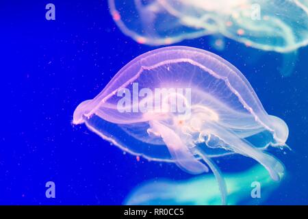 In acqua con una luce attutita nuota una molto bella creatura di nome medusa. Sembra fondersi con l'acqua circostante e diventare parte di esso. Foto Stock