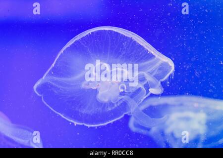 In acqua con una luce attutita nuota una molto bella creatura di nome medusa. Sembra fondersi con l'acqua circostante e diventare parte di esso. Foto Stock