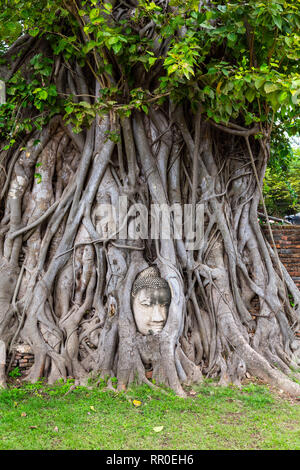 Testa di Buddha circondato dalle radici dell'albero. Wat Mahathat tempio. Ayutthaya, Thailandia Foto Stock