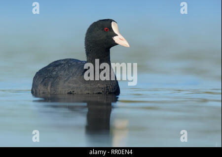 Eurasian coot, fulica atra galeirão Foto Stock