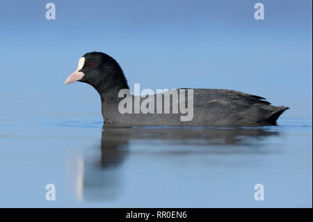 Eurasian coot, fulica atra galeirão Foto Stock