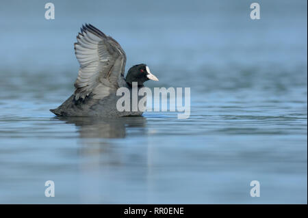 Eurasian coot, fulica atra galeirão Foto Stock