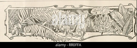 . Notizie agricoli. Agricoltura -- West Indies; le malattie delle piante -- West Indies. 260 IL SETTORE AGRICOLO NEWS agosto 17, 1912,. Frutti e alberi da frutto. Il germogliamento OP l'SOURSOP e piante correlate. Un metodo per la propagazione vegetativa uf il soursop {Anoni mitricata), e piante correlate di cui il bt.-t sono noti lo zucchero-apple (A. squamosa), il cusrard-apple {A. reticulata), e l'cherimoyer {A. Cherivioli.a), è così descritto nella Pldlippi'ne Revisione agricoli per il mese di giugno 1912. GEXEEAL REMAKKS. Esperimenti di germogliare il cul" tivated anonas sul mamon [stagno-apple-Anona glaljra Foto Stock