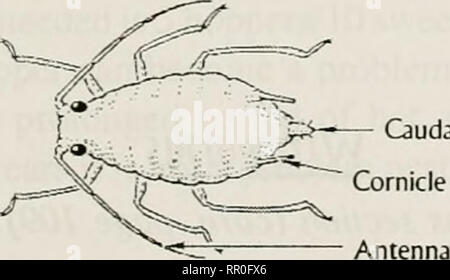 . Impianto agricolo pest control : un manuale di studio a fini commerciali e governative di applicatori di pesticidi . Le erbe infestanti parassiti. Altro grano afide. Habitat: Orzo e frumento sono i più im- portant host dell'afide russo del frumento. Si è anche trovato di avena, riso, com, sorgo, brome, erba di frumento e altre erbe native. Controllo: la diagnosi precoce è difficile a causa della peste tende a nascondere nell'impianto. Le colonie sono spesso presenti in arrotolata fermamente lascia vicino alla base della foglia, in vortici di foglia o nascosto sullo stelo all'interno della foglia bandiera guaina. Il modo più semplice per rilevare il grano russo afidi è t Foto Stock