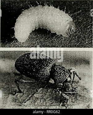 . Impianto agricolo pest control : un manuale di studio a fini commerciali e governative di applicatori di pesticidi . Le erbe infestanti parassiti. Fragola curculione root larva (top) e femmina adulta. Essi iniziano a depost le loro uova in circa 2 settimane intorno alle basi delle piante. Vi è una generazione per anno. Danni: lo stadio larvale di questo insetto provoca danni alla menta alimentando sulle radici. Habitat: la radice di fragola curculione feed su molte diverse radici raccolto compreso mint, paglia- berry, mirtillo e altri. Controllo: campionamento per questa peste è fatto generalmente verso la fine di agosto e di Settembre o la fol- abbassamento sp Foto Stock