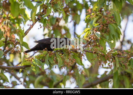 Zoologia / animali, uccelli (Aves), Merlo (Turdus merula), maschio, seduta in ciliegio, Bassa Sassonia, Additional-Rights-Clearance-Info-Not-Available Foto Stock