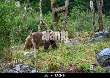 Zoologia / animali, mammifero (mammalia), unione di orso bruno eurasiatico o l'orso bruno (Ursus arctos arctos), Additional-Rights-Clearance-Info-Not-Available Foto Stock