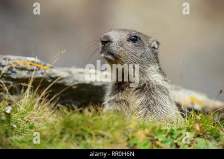 Zoologia, mammifero (mammalia), alpine marmotta (Marmota marmota), Additional-Rights-Clearance-Info-Not-Available Foto Stock