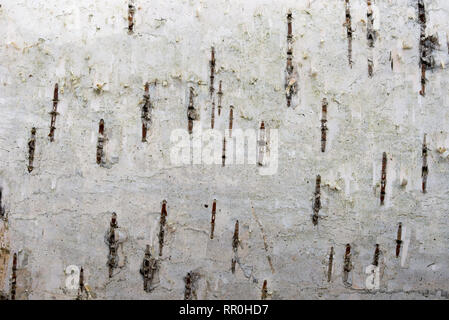 Betulla corteccia texture di sfondo macro Foto Stock