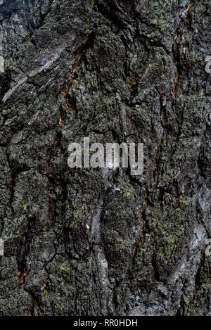 Albero bruciato corteccia texture di sfondo Foto Stock