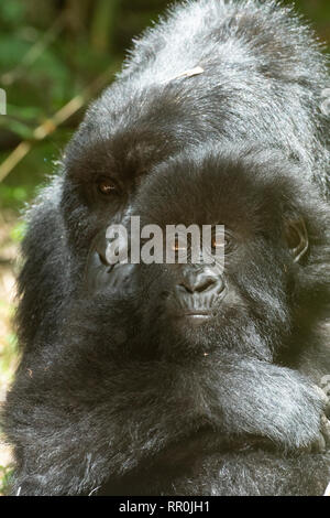 La madre e il bambino gorilla di montagna, Gorilla beringei beringei, Mgahinga Gorilla National Park, Uganda Foto Stock