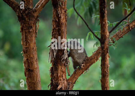 Southern tree hyrax, Dendrohyrax arboreus, Mgahinga Gorilla National Park, Uganda Foto Stock