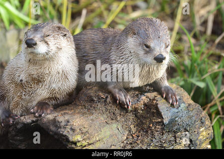 Due brevi orientali artigliato lontre (aonyx cinerea) rilassante su un insieme di registro Foto Stock