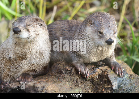 Due piccoli asiatici artigliato lontre (aonyx cinerea) rilassante su un insieme di registro Foto Stock