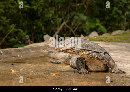 L'elemento di monitoraggio presenza acqua Lizard, Varanus salvator, Sungei Buloh Wetland Reserve Foto Stock