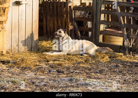Blonde adulto filo olandese dai capelli pastore giacente lateralmente nella pecora stabile in inverno Foto Stock