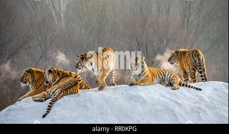 Diverse le tigri siberiane su una collina innevate sullo sfondo di inverno alberi. Cina. Harbin. Mudanjiang provincia. Hengdaohezi park. Foto Stock