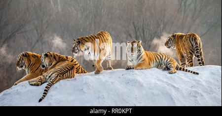 Diverse le tigri siberiane su una collina innevate sullo sfondo di inverno alberi. Cina. Harbin. Mudanjiang provincia. Hengdaohezi park. Foto Stock