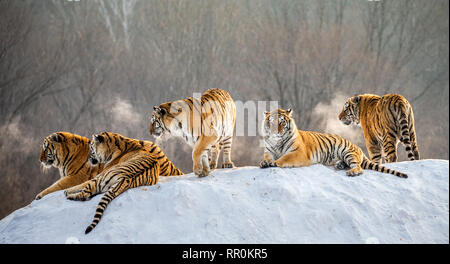 Diverse le tigri siberiane su una collina innevate sullo sfondo di inverno alberi. Cina. Harbin. Mudanjiang provincia. Hengdaohezi park. Foto Stock