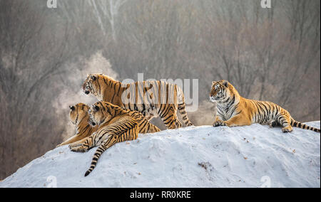 Diverse le tigri siberiane su una collina innevate sullo sfondo di inverno alberi. Cina. Harbin. Mudanjiang provincia. Hengdaohezi park. Foto Stock