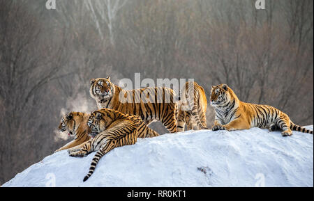 Diverse le tigri siberiane su una collina innevate sullo sfondo di inverno alberi. Cina. Harbin. Mudanjiang provincia. Hengdaohezi park. Foto Stock