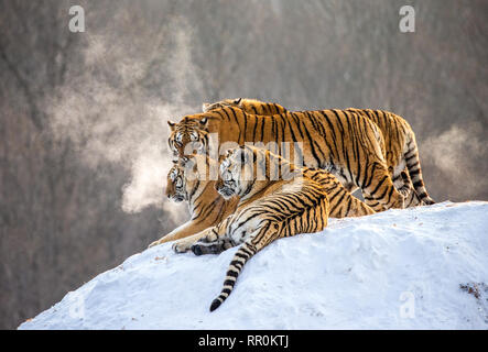 Diverse le tigri siberiane su una collina innevate sullo sfondo di inverno alberi. Cina. Harbin. Mudanjiang provincia. Hengdaohezi park. Foto Stock