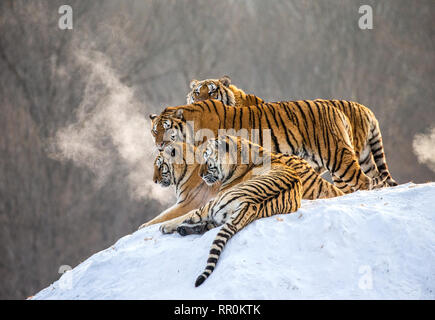 Diverse le tigri siberiane su una collina innevate sullo sfondo di inverno alberi. Cina. Harbin. Mudanjiang provincia. Hengdaohezi park. Foto Stock