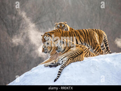 Diverse le tigri siberiane su una collina innevate sullo sfondo di inverno alberi. Cina. Harbin. Mudanjiang provincia. Hengdaohezi park. Foto Stock