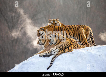 Diverse le tigri siberiane su una collina innevate sullo sfondo di inverno alberi. Cina. Harbin. Mudanjiang provincia. Hengdaohezi park. Foto Stock