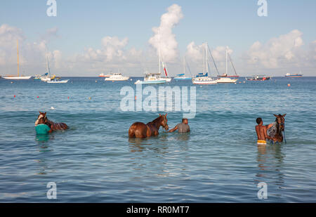 Ai cavalli da corsa in Barbados sono portato giù dalla guarnigione savana al mattino presto e poi bagnata ed esercitati nella parte anteriore del Radisson Hotel. Foto Stock