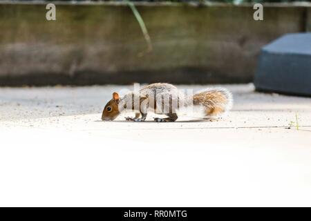 Baby scoiattolo per il lavaggio di alimenti in giardino, UK. Foto Stock