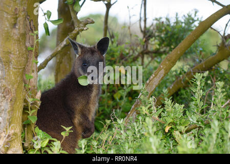 Wallaby, Wallabia bicolor, alimentazione sulla vegetazione nelle praterie costiere area Port Fairy, Victoria Australia Foto Stock