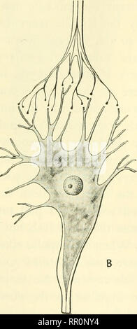 . Avventure con gli animali e le piante. Biologia. Fig. 263 (sopra) per il quale le cellule GMV di cella a inviare hupulses? Dal quale le cellule 7no i dendriti di cella C ricevono gli impulsi? Fig. 262 (sinistra) un impulso può passare da un io B attraverso una sinapsi. Una cella viene abbreviato {vedi linee tratteggiate). La cellula B è incompleta. Copia questo dia- grammo. Com- reparti cella B e mostrano come il impidse potrebbe entrare in un'altra cella, C, oltre B. rons lungo un percorso diverso. Il re- risposta potrebbe essere differente se un diverso è il percorso seguito dall'impulso. L'arco di riflesso. Ora tracciamo un impulso dal recettore di effettore. In una reflex, u Foto Stock