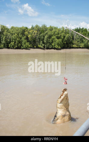 Australian coccodrillo di acqua salata salto per materie carne di bufalo nell'Adelaide River nel punto di mezzo, Territorio del Nord, l'Australia Foto Stock