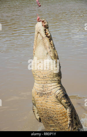 Australian coccodrillo di acqua salata salto per materie carne di bufalo nell'Adelaide River nel punto di mezzo, Territorio del Nord, l'Australia Foto Stock