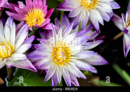 Questo bellissimo fiore di loto è accompagnato dai ricchi colori del blu profondo della superficie dell'acqua. Colori saturi Foto Stock