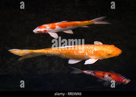 Uno spettacolare pesce Koi swim splendidamente in uno stagno, sfondo nero Foto Stock