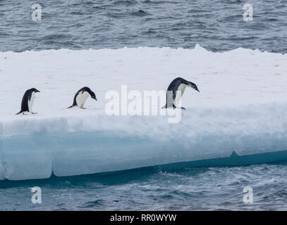 L'imperatore penguinImmature bird salta fuori iceberg vicino Adelie pinguini in Antartide Foto Stock