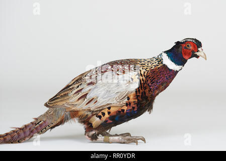 Grazioso uccello fagiano isolato su bianco di sfondo per studio Foto Stock