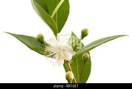 Comune filiale di mirto con fiori isolati su bianco Foto Stock