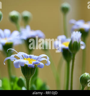 Margherite blu in estate in un giardino Foto Stock