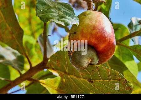 Red anacardi frutti pendenti su un grande albero nella savana Rupununi della Guyana Foto Stock