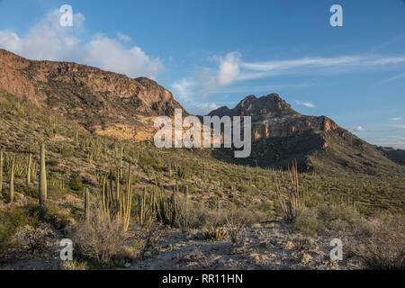 Organo a canne Cactus Monumento Nazionale Ajo Mountain Loop Road di fronte al Visitor Centre road off Highway 85, south central Arizona Foto Stock